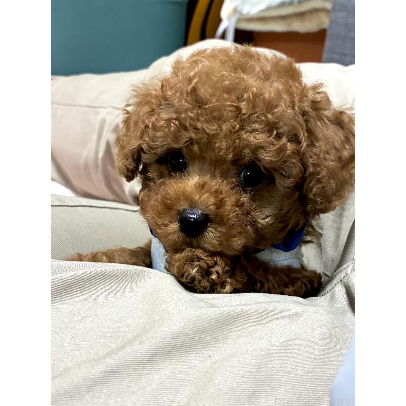 販売中の三重県のティーカッププードル-426441の4枚目