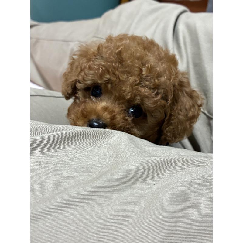 販売中の三重県のティーカッププードル-426441の3枚目