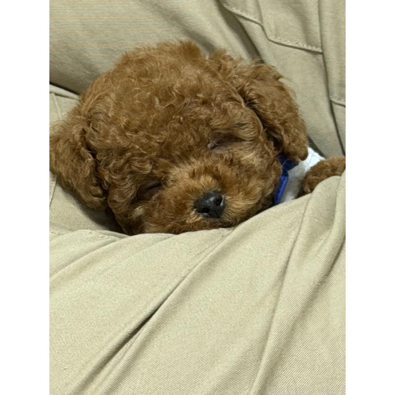 販売中の三重県のティーカッププードル-426441の2枚目