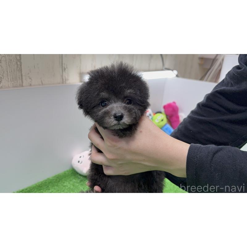 販売中の新潟県のタイニープードル-426447の3枚目