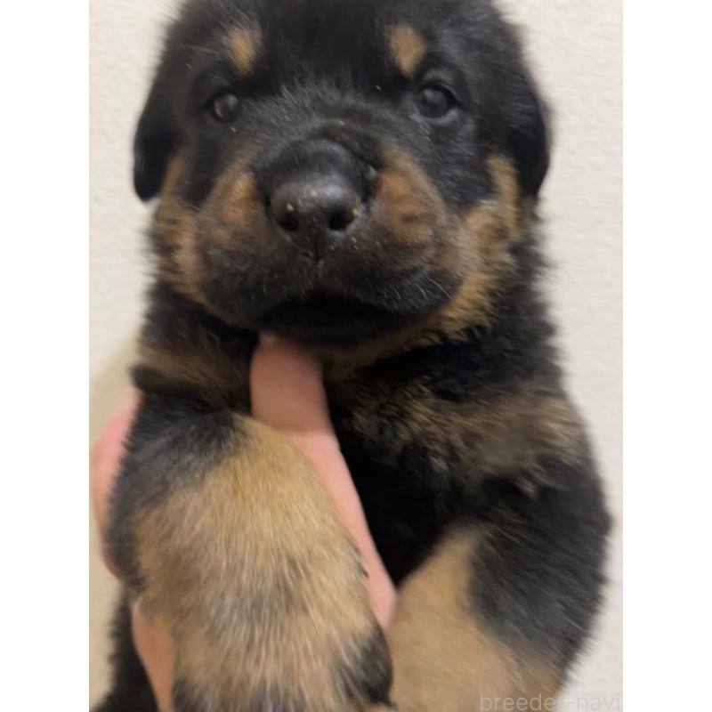 販売中の愛知県のロットワイラー-420737の4枚目