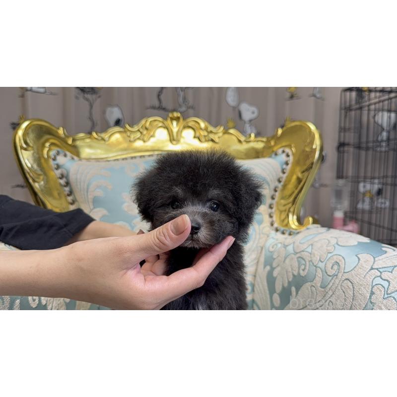 販売中の東京都のタイニープードル-426446の6枚目