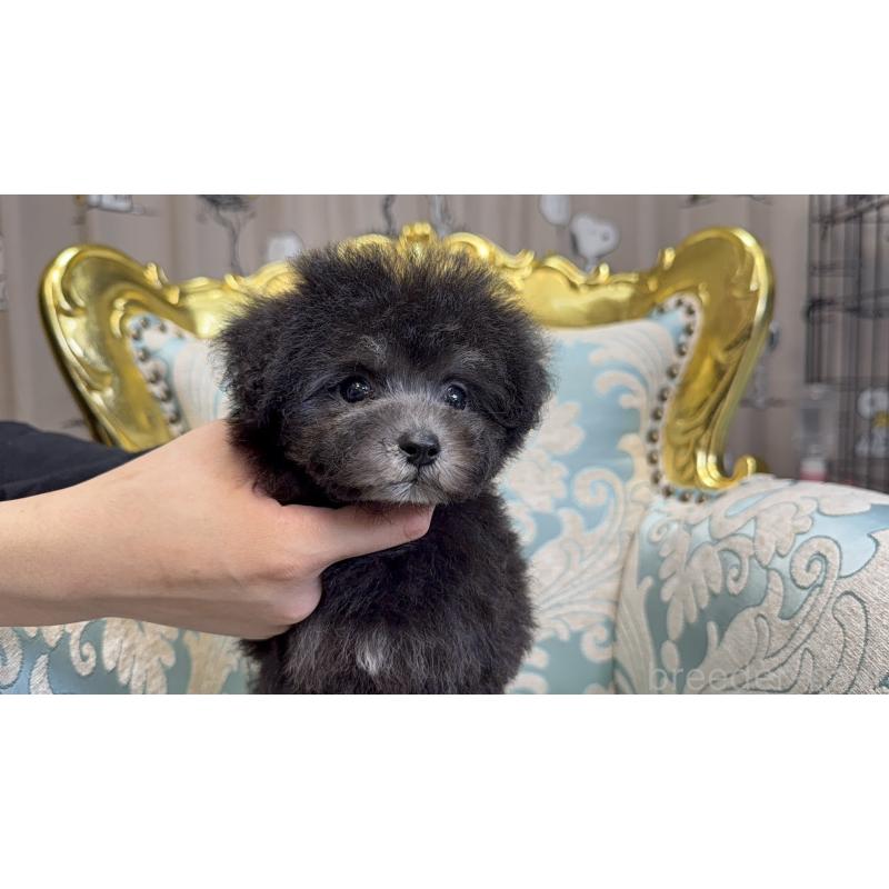 販売中の東京都のタイニープードル-426446の4枚目