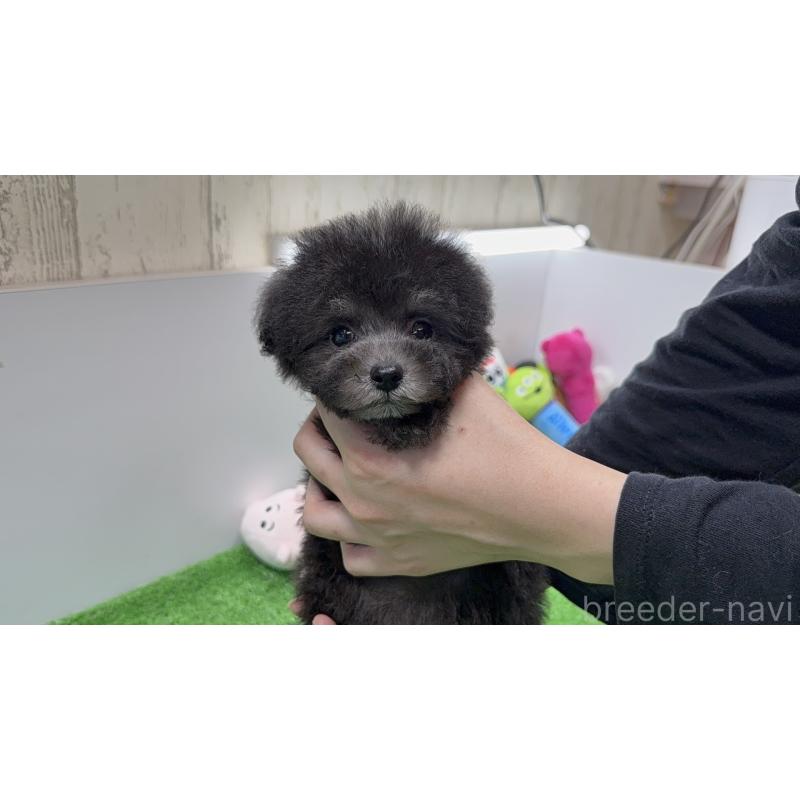 販売中の東京都のタイニープードル-426446の3枚目