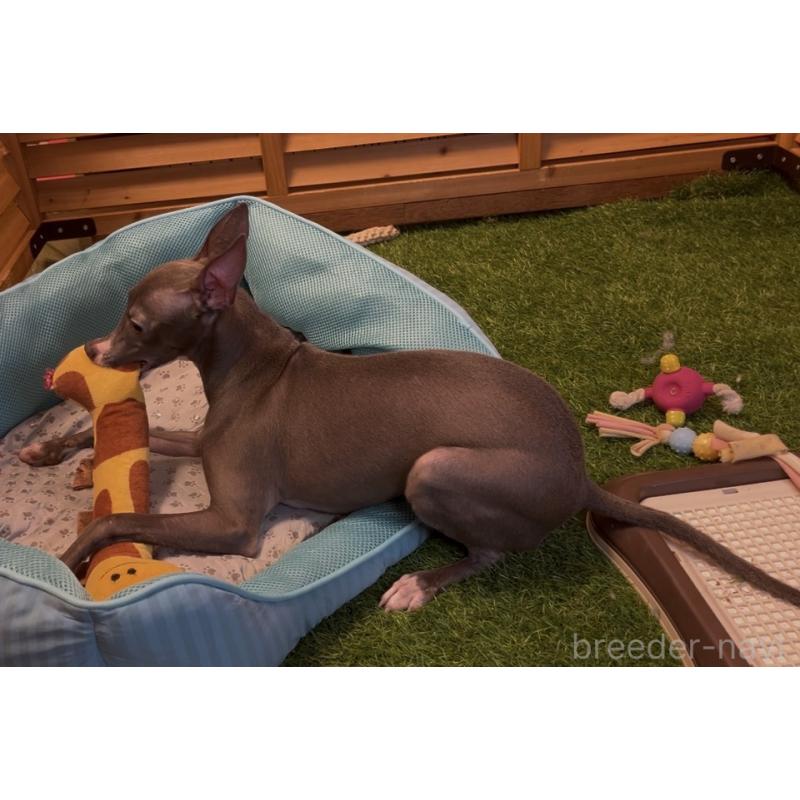 販売中の埼玉県のイタリアングレーハウンド(イタグレ)-389213の10枚目