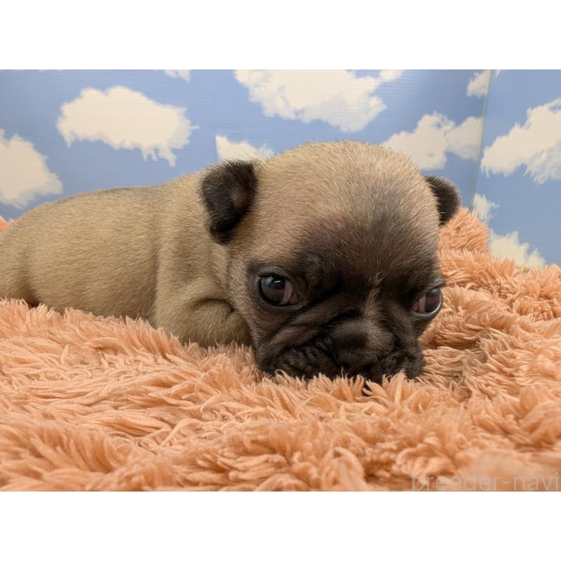 販売中の岐阜県のフレンチブルドッグ-426448の6枚目