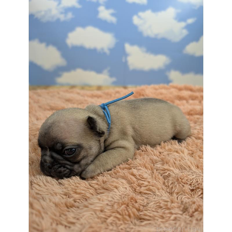 販売中の岐阜県のフレンチブルドッグ-426448の5枚目