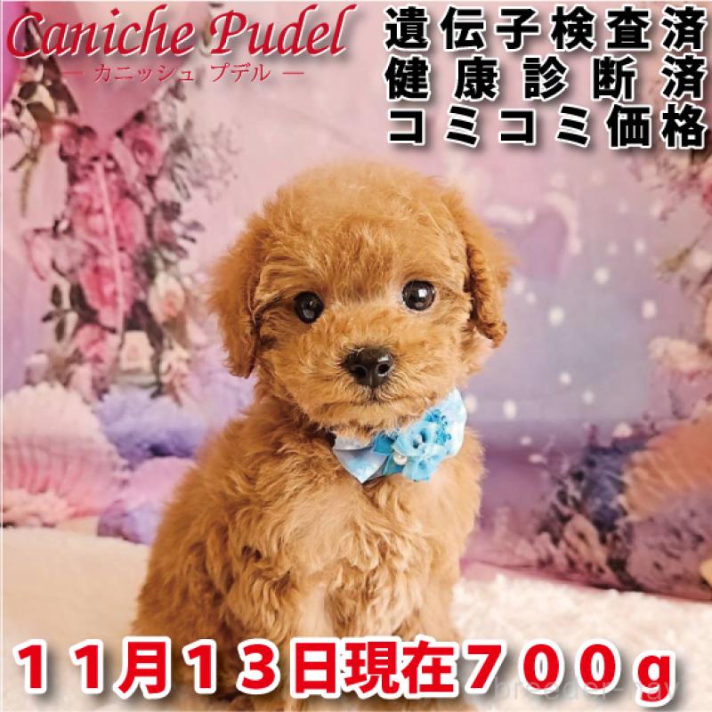 販売中の岐阜県のトイプードル-423976