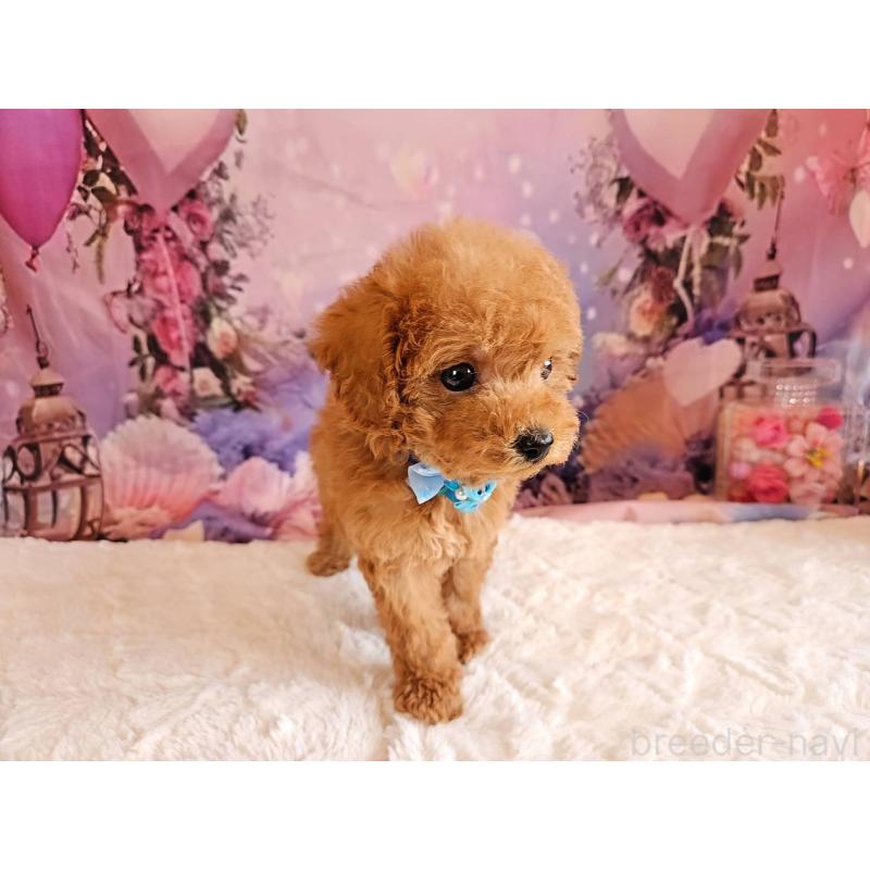 販売中の岐阜県のトイプードル-423976の13枚目