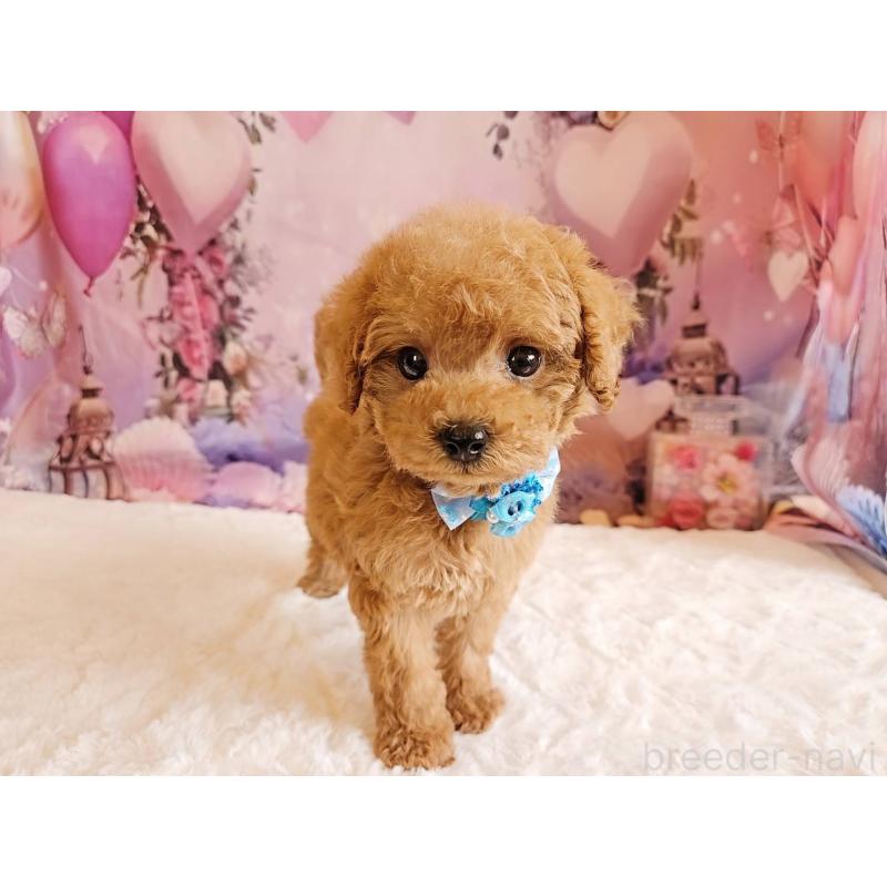 販売中の岐阜県のトイプードル-423976の12枚目