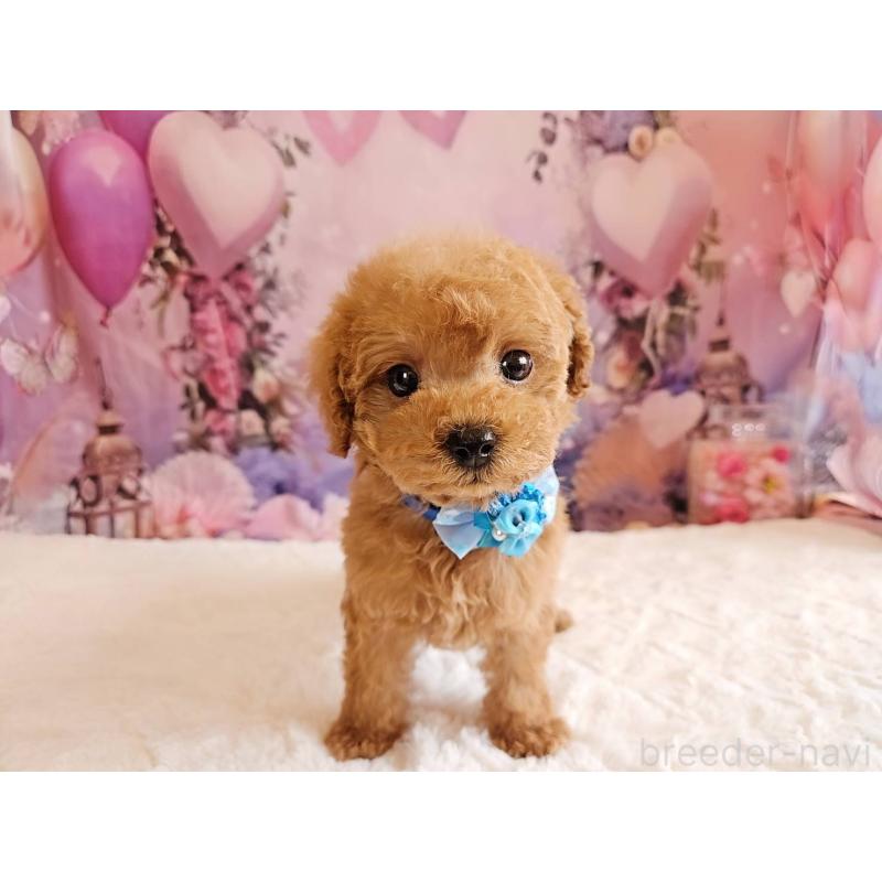 販売中の岐阜県のトイプードル-423976の11枚目