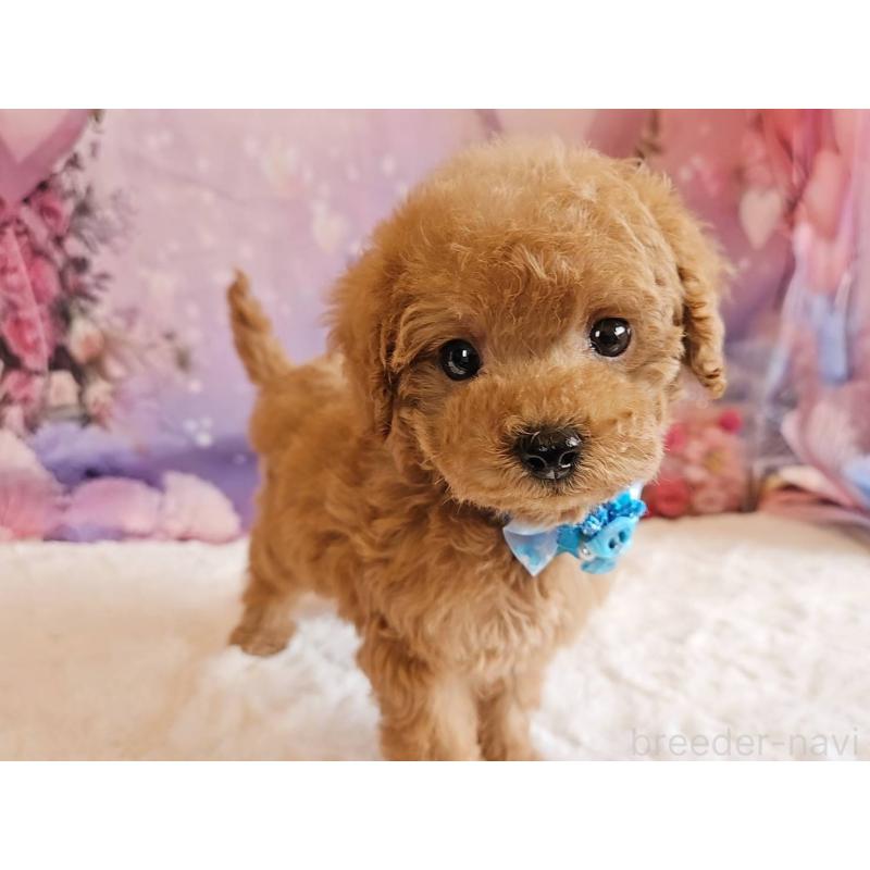 販売中の岐阜県のトイプードル-423976の10枚目