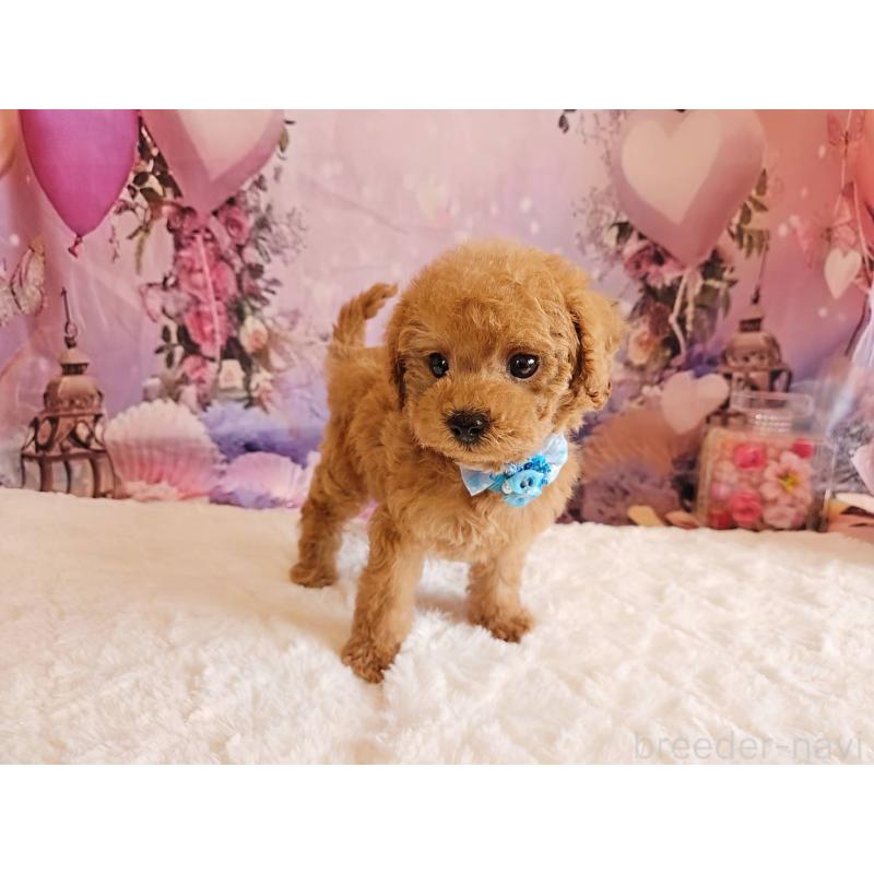 販売中の岐阜県のトイプードル-423976の9枚目