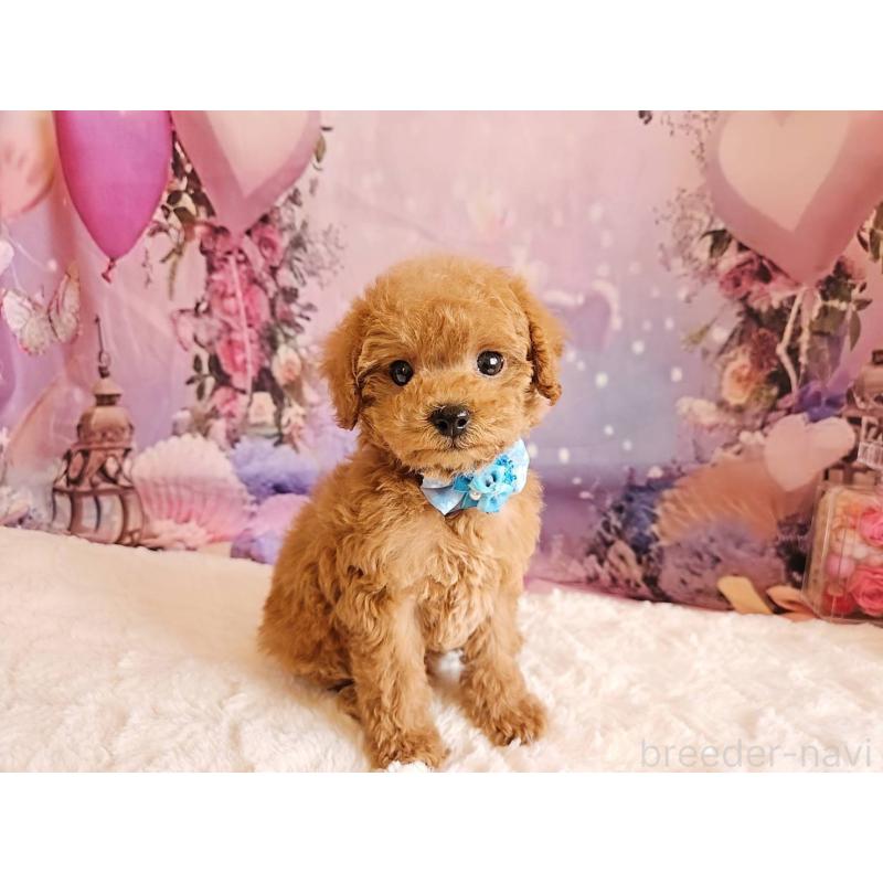 販売中の岐阜県のトイプードル-423976の8枚目