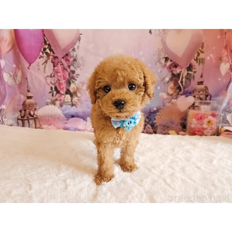 販売中の岐阜県のトイプードル-423976の7枚目