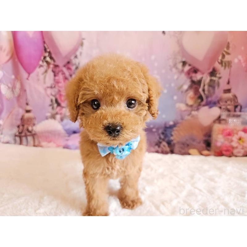 販売中の岐阜県のトイプードル-423976の6枚目