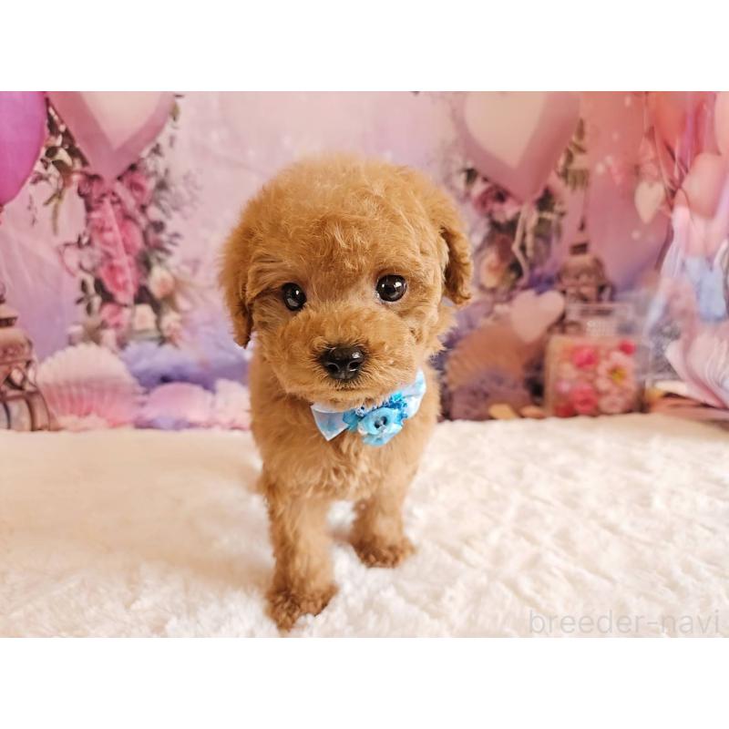 販売中の岐阜県のトイプードル-423976の5枚目