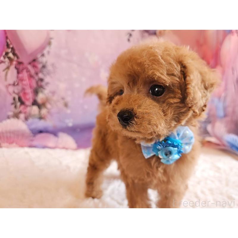 販売中の岐阜県のトイプードル-423976の4枚目