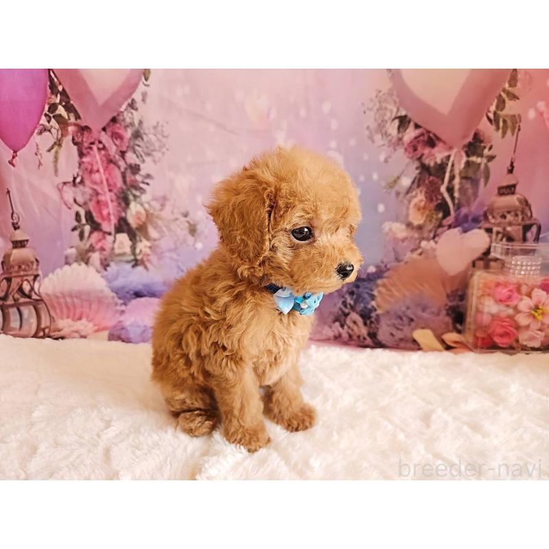 販売中の岐阜県のトイプードル-423976の3枚目