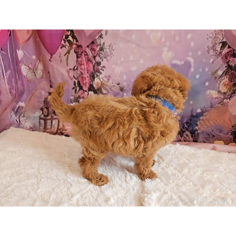 販売中の岐阜県のトイプードル-423976の2枚目