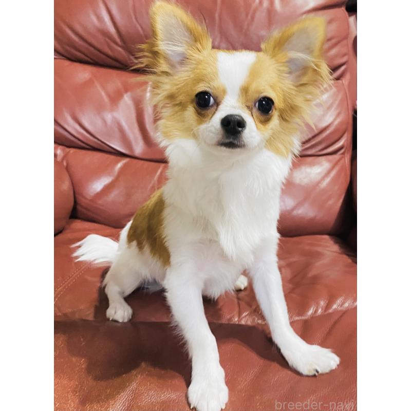 ホープくんくん1枚目