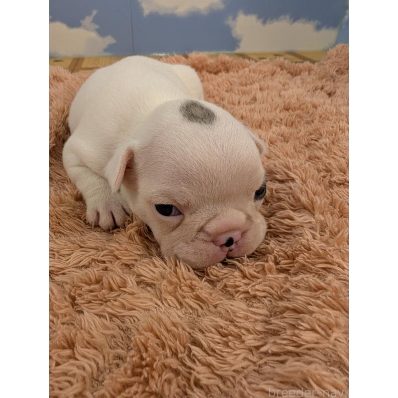 販売中の岐阜県のフレンチブルドッグ-426449の6枚目