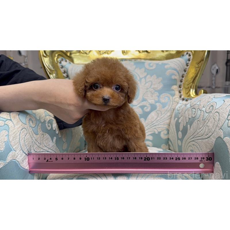 販売中の新潟県のティーカッププードル-426451の8枚目