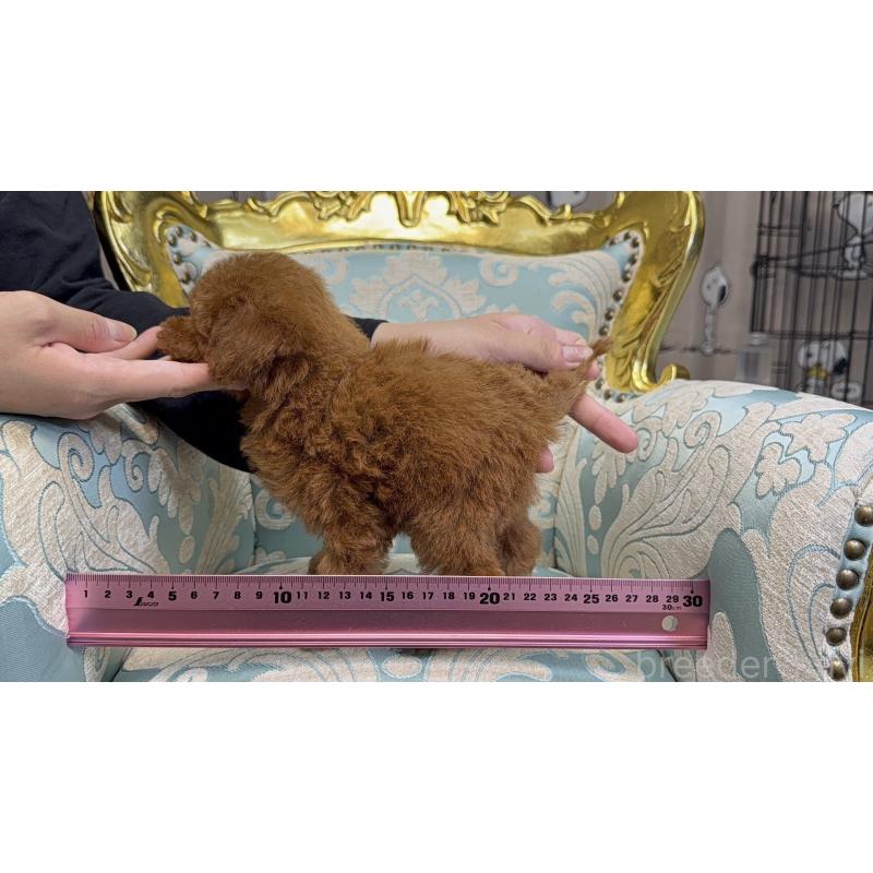 販売中の新潟県のティーカッププードル-426451の7枚目