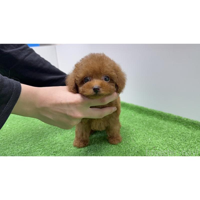 販売中の新潟県のティーカッププードル-426451の3枚目