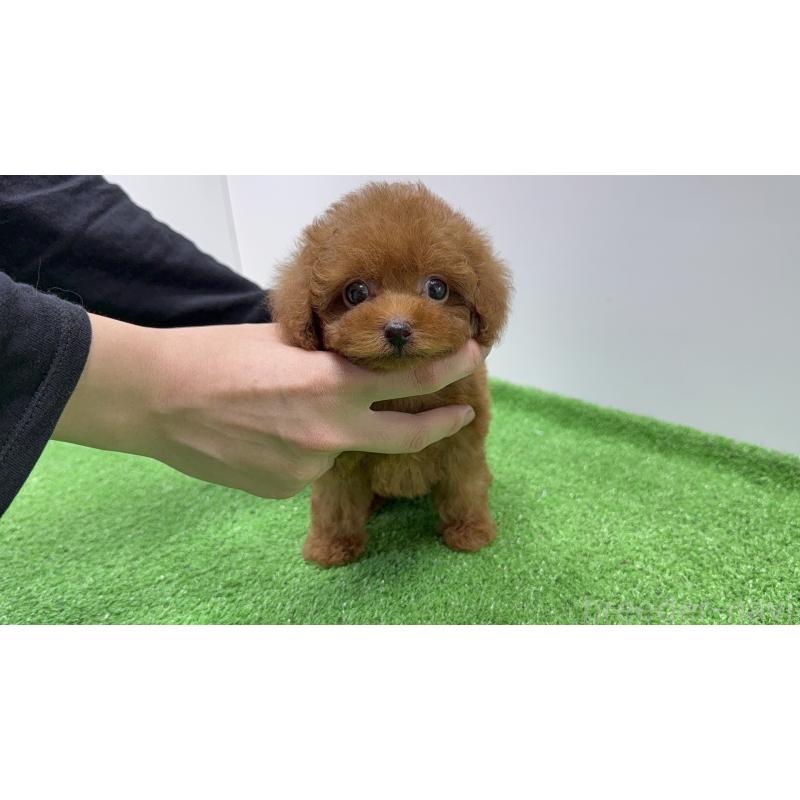 販売中の新潟県のティーカッププードル-426451の2枚目