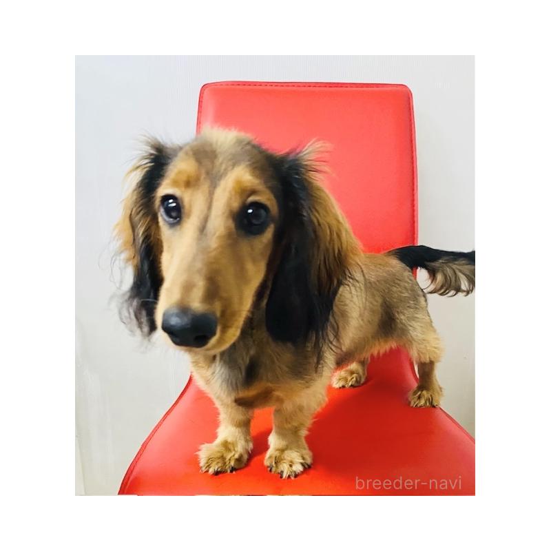 ブランちゃんちゃん1枚目