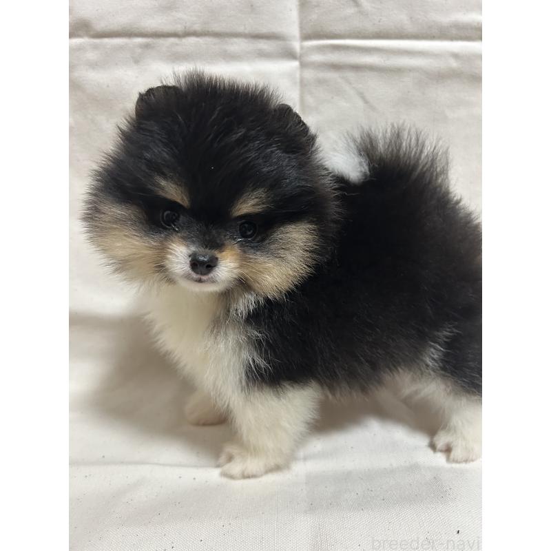 販売中の大阪府のポメラニアン-426456の6枚目