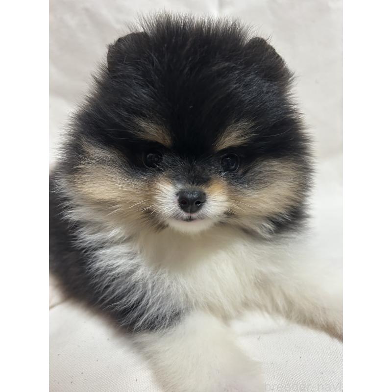 販売中の大阪府のポメラニアン-426456の5枚目