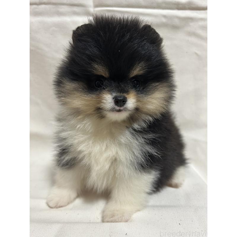 販売中の大阪府のポメラニアン-426456の4枚目