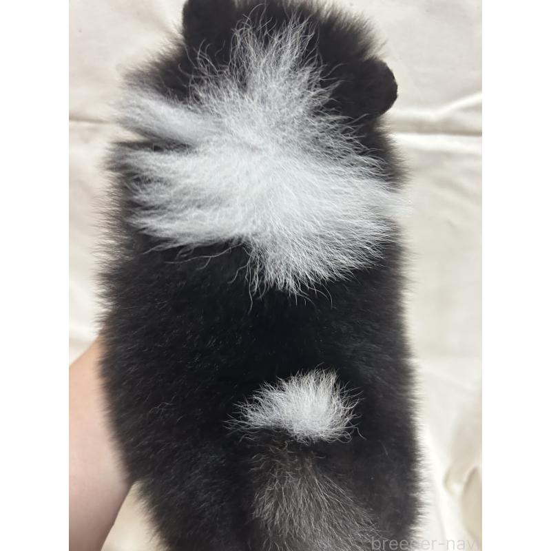 販売中の大阪府のポメラニアン-426456の3枚目