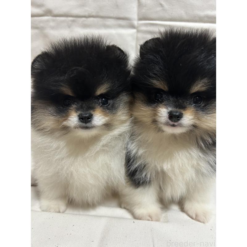 販売中の大阪府のポメラニアン-426456の2枚目
