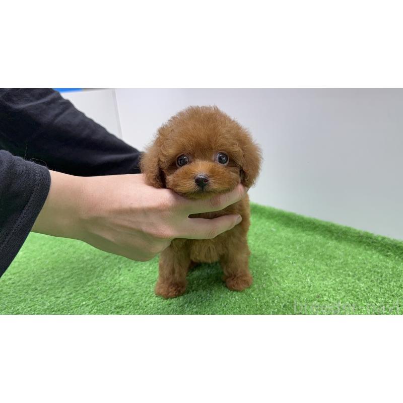 販売中の東京都のティーカッププードル-426452の2枚目