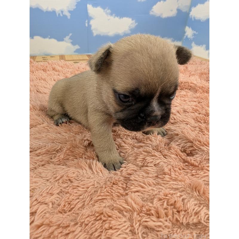 販売中の岐阜県のフレンチブルドッグ-426454の7枚目