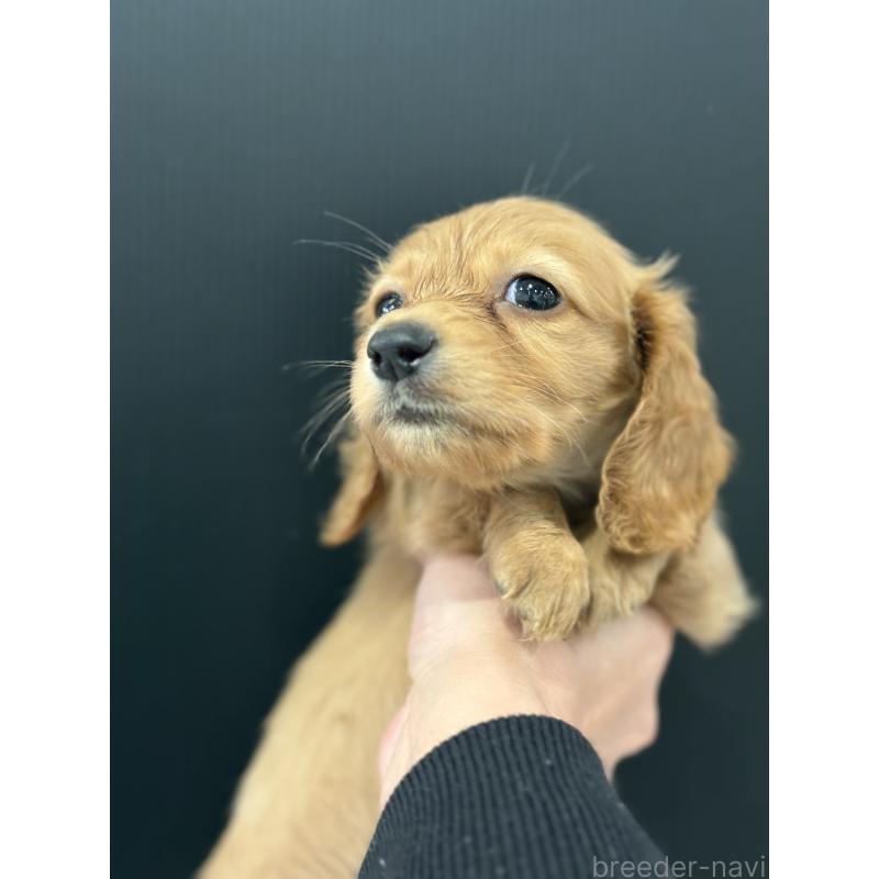 販売中の東京都のミニチュアダックスフンド(ロングヘアード)-426453の6枚目