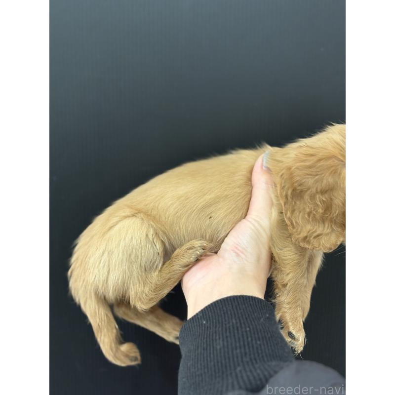 販売中の東京都のミニチュアダックスフンド(ロングヘアード)-426453の5枚目