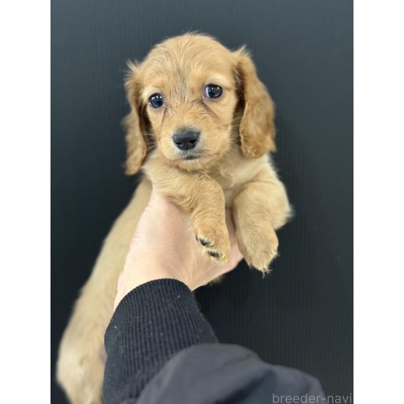 販売中の東京都のミニチュアダックスフンド(ロングヘアード)-426453の4枚目