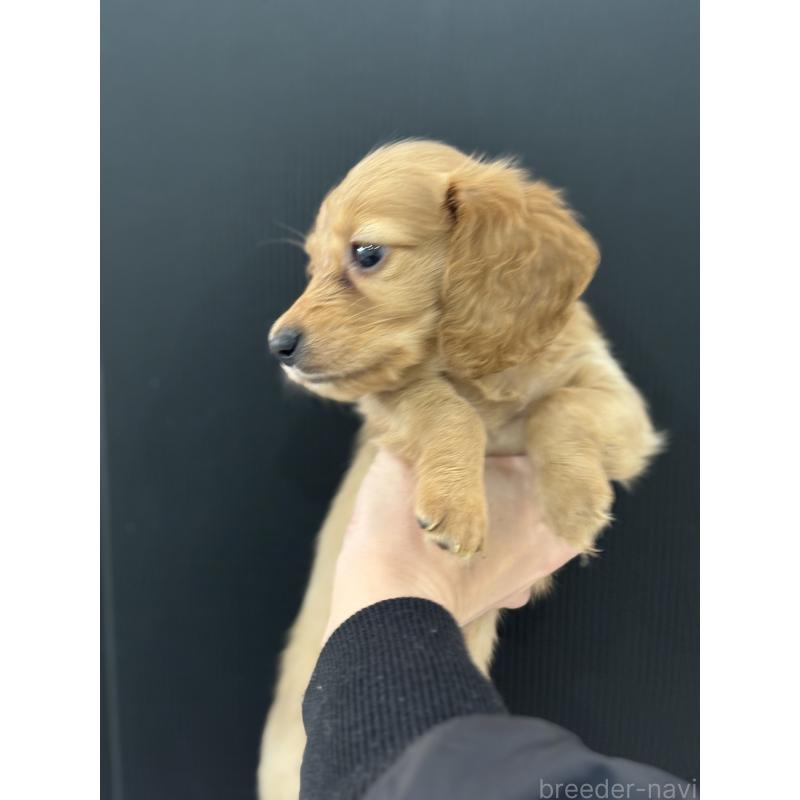 販売中の東京都のミニチュアダックスフンド(ロングヘアード)-426453の3枚目