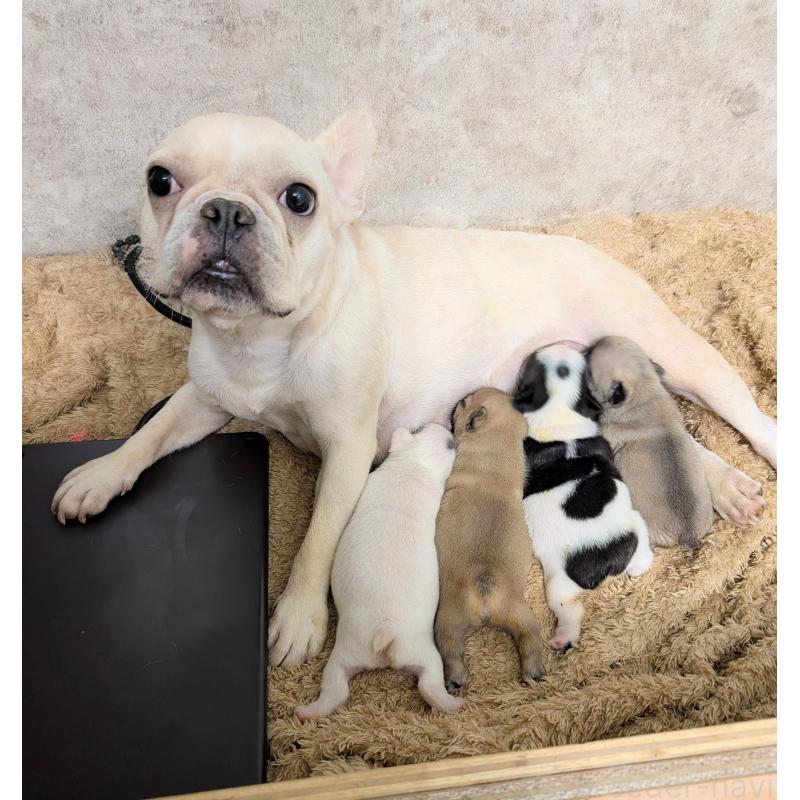 販売中の岐阜県のフレンチブルドッグ-426454の6枚目