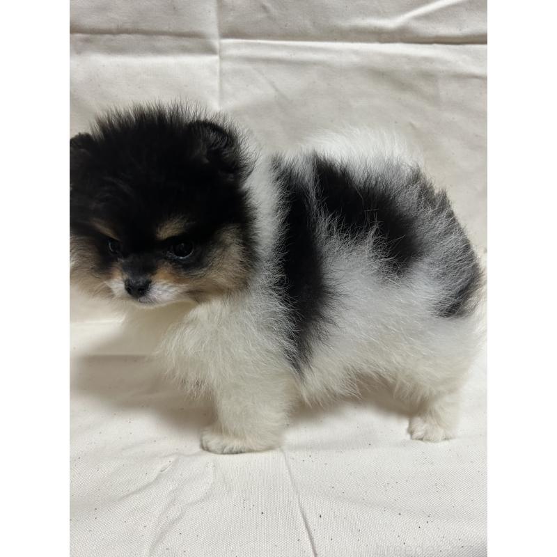 販売中の大阪府のポメラニアン-426460の5枚目