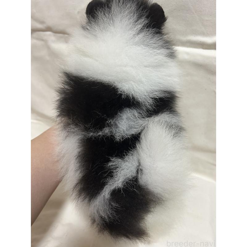 販売中の大阪府のポメラニアン-426460の4枚目