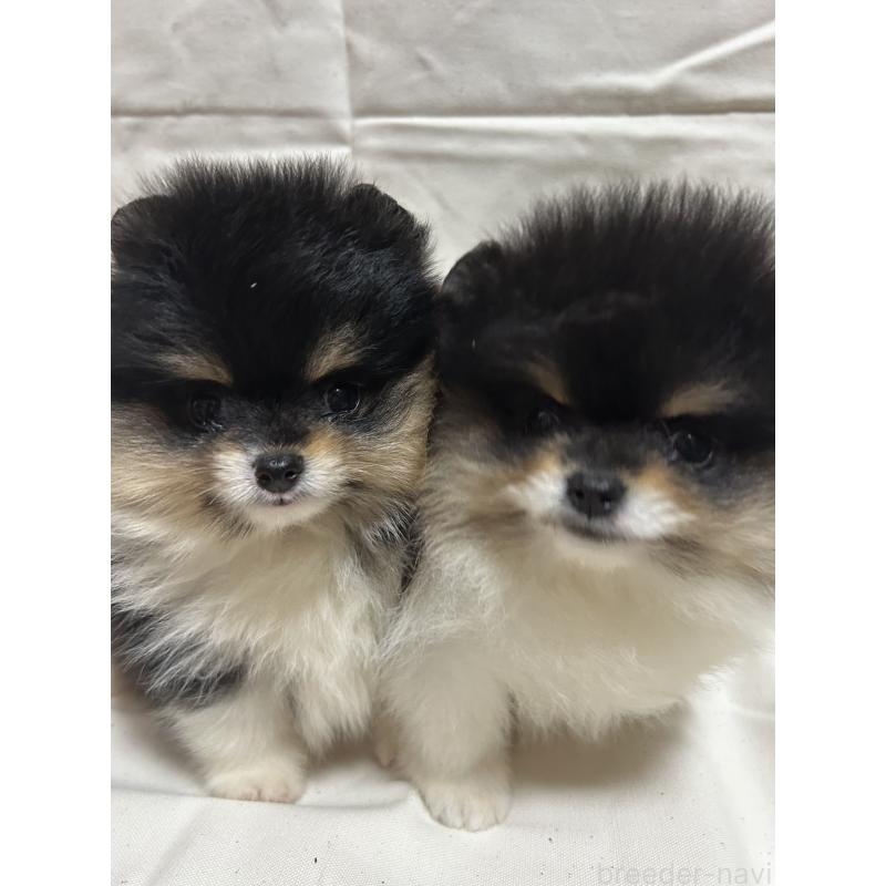 販売中の大阪府のポメラニアン-426460の3枚目