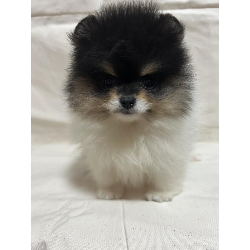 販売中の大阪府のポメラニアン-426460の2枚目