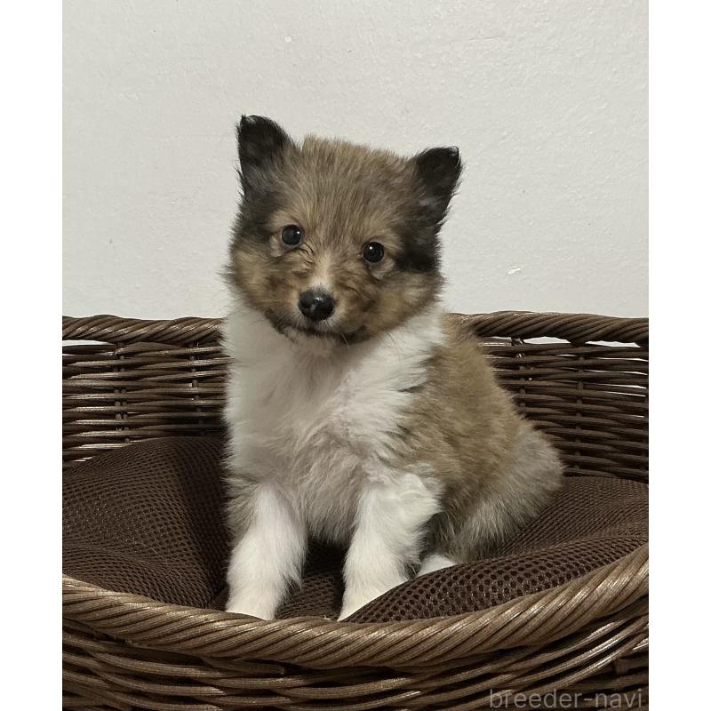 成約済の神奈川県のシェットランドシープドッグ(シェルティ)-423631の3枚目