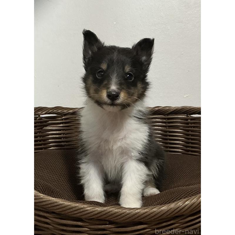 成約済の神奈川県のシェットランドシープドッグ(シェルティ)-423634の3枚目