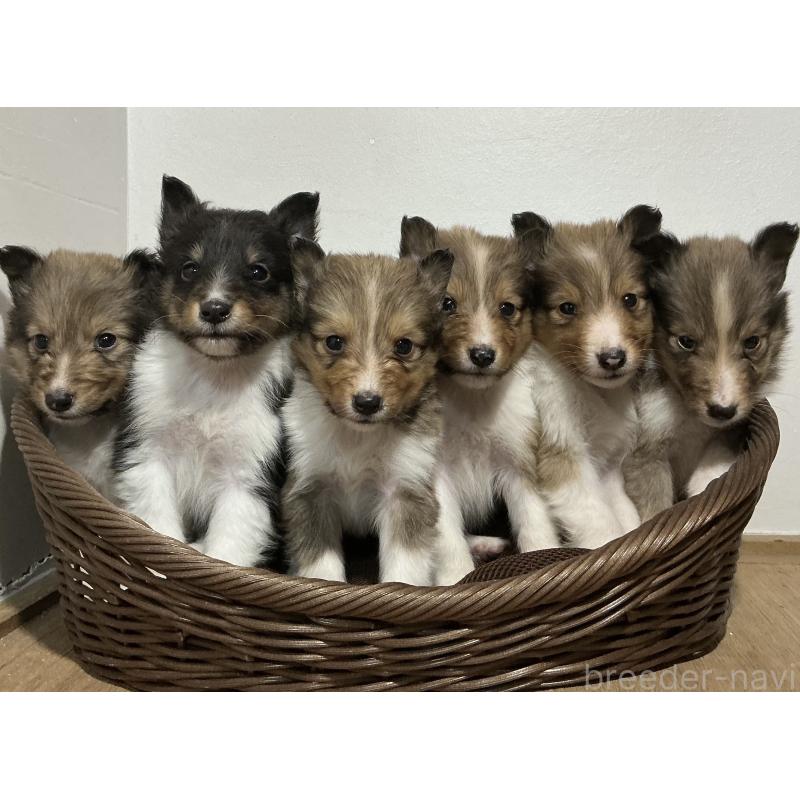 成約済の神奈川県のシェットランドシープドッグ(シェルティ)-423634の2枚目